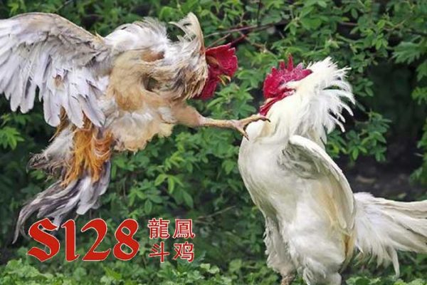 Tips Menang Sabung Ayam di Agen Judi S128 Terbaik